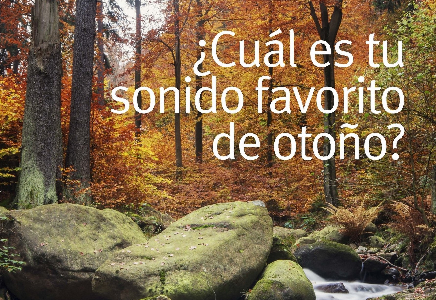 Cual Es Tu Sonido Favorito